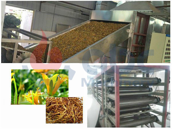 belt dryer to process citron daylily