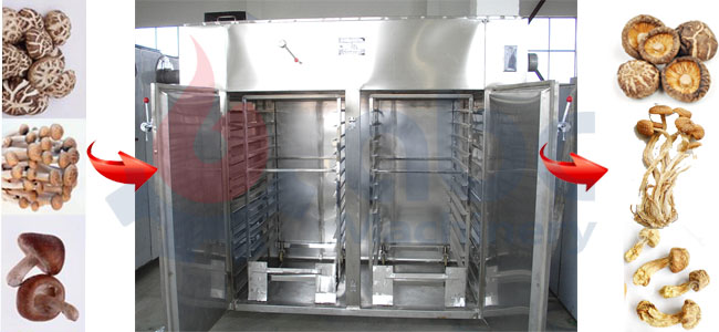 mushroom hot air circulating oven dryer