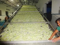 radish slices drying